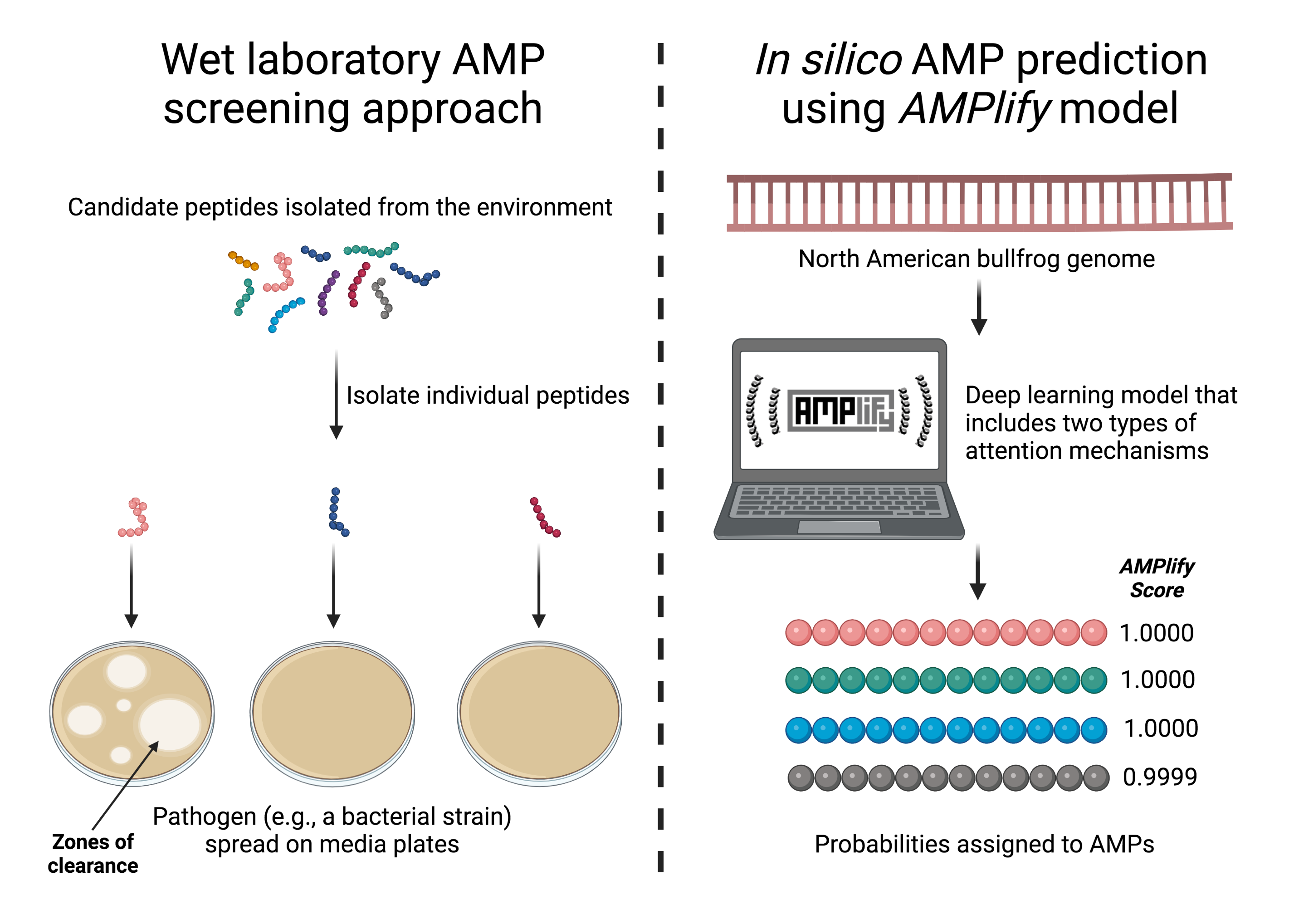 attentive-deep-learning-model-amplify-discovers-new-antimicrobial